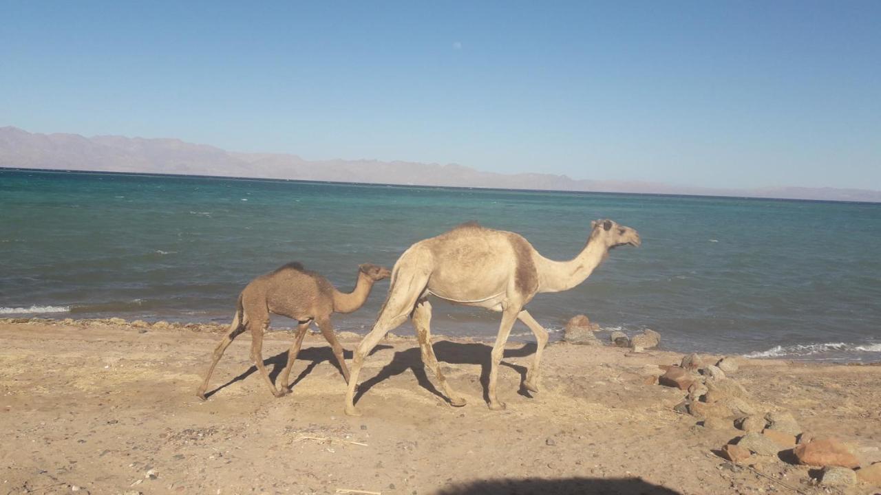 Laguna Beach & Restaurant Dahab Exteriör bild